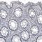 SRY-Box 21 antibody, NBP2-59058, Novus Biologicals, Immunohistochemistry frozen image 