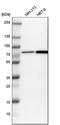 Probable ATP-dependent RNA helicase DDX41 antibody, HPA017911, Atlas Antibodies, Western Blot image 