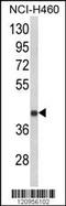 Ferrochelatase, mitochondrial antibody, LS-B11573, Lifespan Biosciences, Western Blot image 