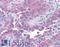 Taste 1 Receptor Member 1 antibody, LS-A1994, Lifespan Biosciences, Immunohistochemistry paraffin image 