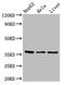 Sprouty RTK Signaling Antagonist 1 antibody, A61138-100, Epigentek, Western Blot image 