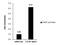 CCAAT Enhancer Binding Protein Alpha antibody, PA5-77911, Invitrogen Antibodies, Chromatin Immunoprecipitation image 