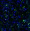 SMAD Specific E3 Ubiquitin Protein Ligase 2 antibody, GTX31571, GeneTex, Immunohistochemistry paraffin image 