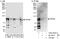 ZFP64 Zinc Finger Protein antibody, A303-263A, Bethyl Labs, Immunoprecipitation image 