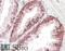 Catenin Alpha 1 antibody, 45-364, ProSci, Western Blot image 