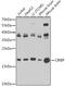 Cold Inducible RNA Binding Protein antibody, GTX33096, GeneTex, Western Blot image 