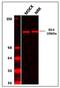 Tight Junction Protein 2 antibody, 38-9100, Invitrogen Antibodies, Western Blot image 