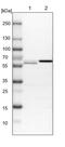 Exocyst complex component 7 antibody, PA5-54618, Invitrogen Antibodies, Western Blot image 
