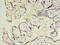 Chorionic Somatomammotropin Hormone Like 1 antibody, CSB-PA006055LA01HU, Cusabio, Immunohistochemistry frozen image 