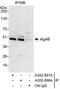 Cysteine protease ATG4B antibody, A302-897A, Bethyl Labs, Immunoprecipitation image 