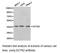 Dynactin Subunit 2 antibody, LS-C193105, Lifespan Biosciences, Western Blot image 