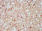 Neurochondrin antibody, CSB-PA015524LA01HU, Cusabio, Immunohistochemistry frozen image 