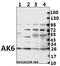 Adenylate Kinase 6 antibody, GTX66662, GeneTex, Western Blot image 
