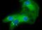 Egl-9 Family Hypoxia Inducible Factor 1 antibody, PA1-16946, Invitrogen Antibodies, Immunofluorescence image 