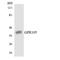 P2Y purinoceptor 14 antibody, LS-C292016, Lifespan Biosciences, Western Blot image 