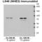 Sodium/hydrogen exchanger 3 antibody, SPC-400D-A633, StressMarq, Western Blot image 