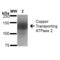 ATPase Copper Transporting Beta antibody, 56517, QED Bioscience, Western Blot image 