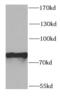 Pentatricopeptide Repeat Domain 3 antibody, FNab06909, FineTest, Western Blot image 