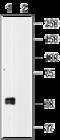 Purinergic Receptor P2X 1 antibody, GTX54849, GeneTex, Western Blot image 