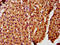 Zinc Finger With KRAB And SCAN Domains 5 antibody, LS-C673061, Lifespan Biosciences, Immunohistochemistry paraffin image 