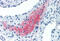 Left-Right Determination Factor 2 antibody, MBS245271, MyBioSource, Immunohistochemistry frozen image 
