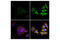 Eukaryotic Translation Initiation Factor 2 Alpha Kinase 4 antibody, 94668S, Cell Signaling Technology, Immunofluorescence image 