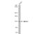 Structural Maintenance Of Chromosomes 6 antibody, NBP2-20420, Novus Biologicals, Western Blot image 