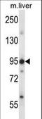 Endoplasmic Reticulum To Nucleus Signaling 1 antibody, LS-C164382, Lifespan Biosciences, Western Blot image 