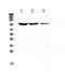 Dynamin 1 antibody, A02536-2, Boster Biological Technology, Western Blot image 