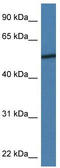 Adiponectin Receptor 2 antibody, TA343073, Origene, Western Blot image 