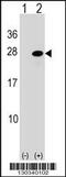 Activating Transcription Factor 3 antibody, 58-581, ProSci, Western Blot image 