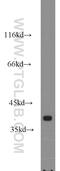 RIB43A Domain With Coiled-Coils 2 antibody, 15272-1-AP, Proteintech Group, Western Blot image 