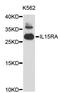 Interleukin 15 Receptor Subunit Alpha antibody, STJ24166, St John