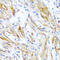 Leiomodin 1 antibody, abx006424, Abbexa, Western Blot image 