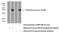 Wnt Family Member 10A antibody, 26238-1-AP, Proteintech Group, Western Blot image 