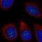 Transmembrane Protein 217 antibody, NBP2-68661, Novus Biologicals, Immunofluorescence image 