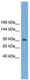 Zinc Finger Protein 226 antibody, TA339653, Origene, Western Blot image 