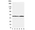 Gap junction alpha-4 protein antibody, R31328, NSJ Bioreagents, Western Blot image 