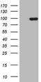 Protocadherin Gamma Subfamily C, 5 antibody, NBP2-46341, Novus Biologicals, Western Blot image 