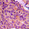 Keratin 17 antibody, LS-B16078, Lifespan Biosciences, Immunohistochemistry frozen image 