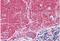 Septin 3 antibody, orb18375, Biorbyt, Immunohistochemistry paraffin image 