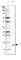 G Protein Subunit Gamma 5 antibody, HPA043651, Atlas Antibodies, Western Blot image 