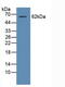 RELB Proto-Oncogene, NF-KB Subunit antibody, MBS2004394, MyBioSource, Western Blot image 