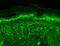 Transient Receptor Potential Cation Channel Subfamily V Member 3 antibody, MA5-27597, Invitrogen Antibodies, Immunohistochemistry frozen image 