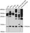 Thioredoxin-like U5 snRNP protein U5-15kD antibody, 13-451, ProSci, Western Blot image 