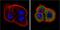 Collagen Type XVIII Alpha 1 Chain antibody, PA1-601, Invitrogen Antibodies, Immunofluorescence image 