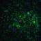 CPN10 antibody, 3335, ProSci Inc, Immunofluorescence image 
