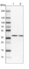 Branched Chain Keto Acid Dehydrogenase Kinase antibody, NBP1-86052, Novus Biologicals, Western Blot image 