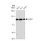 Signal Transducer And Activator Of Transcription 4 antibody, GTX02841, GeneTex, Western Blot image 