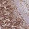 SHANK Associated RH Domain Interactor antibody, NBP1-92386, Novus Biologicals, Immunohistochemistry frozen image 